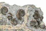 Ammonite (Promicroceras) Cluster - Marston Magna, England #216610-1